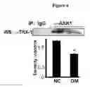 Fig. 05 - Methods of treating a diabetic embryopathy