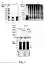 Fig. 02 - Antibody Specific Binding to A-Beta Oligomer and the Use