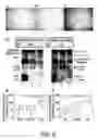 Fig. 07 - Antibody Specific Binding to A-Beta Oligomer and the Use