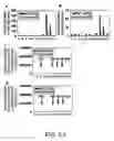 Fig. 08 - Antibody Specific Binding to A-Beta Oligomer and the Use