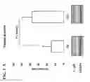 Fig. 02 - CYCLOPHILIN D-AMYLOID BETA INTERACTION POTENTIATES MITOCHONDRIAL DYSFUNCTION IN A TRANSGENIC MOUSE MODEL OF ALZHEIMER'S DISEASE