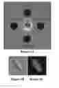Fig. 09 - Compositions and methods for detection, prevention, and treatment of anthrax and other infectious diseases