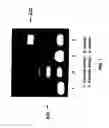 Fig. 02 - Extracellular serine protease