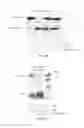 Fig. 07 - Immunogenic compositions comprising progastrin and uses thereof