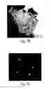 Fig. 08 - METHODS AND COMPOSITIONS RELATING TO PROGENITOR CELLS