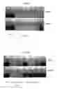 Fig. 06 - Antioxidant nanosphere comprising [1,2]-dithiolane moieties