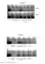 Fig. 07 - Antioxidant nanosphere comprising [1,2]-dithiolane moieties