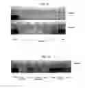 Fig. 08 - Antioxidant nanosphere comprising [1,2]-dithiolane moieties