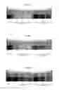 Fig. 09 - Antioxidant nanosphere comprising [1,2]-dithiolane moieties