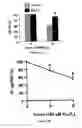 Fig. 06 - Compositions and methods for treating inflammatory arthritis