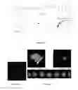 Fig. 05 - Hydrogels and methods for producing and using the same