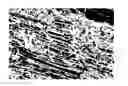 Fig. 01 - Wood treated by impregnation with mixed anhydrides