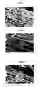 Fig. 02 - Wood treated by impregnation with mixed anhydrides