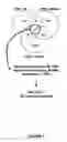 Fig. 02 - ASSESSING TISSUE REJECTION