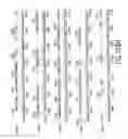 Fig. 232 - Novel genes encoding proteins having prognostic, diagnostic, preventive, therapeutic, and other uses