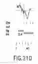Fig. 445 - Novel genes encoding proteins having prognostic, diagnostic, preventive, therapeutic, and other uses