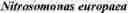 Fig. 07 - Crystal of GTP Cyclohydrolase Type IB