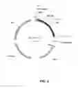 Fig. 03 - Xylose reductase mutants and uses thereof