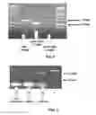 Fig. 04 - Xylose reductase mutants and uses thereof