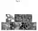 Fig. 09 - Reagent for introduction of protein or gene