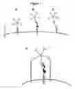Fig. 02 - IgM-mediated receptor clustering and cell modulation
