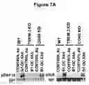 Fig. 09 - IgM-mediated receptor clustering and cell modulation