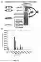 Fig. 20 - SYSTEM FOR TRANSPOSING HYPERACTIVE RECOMBINANT DERIVATIVES OF MOS-1 TRANSPOSON