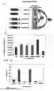 Fig. 22 - SYSTEM FOR TRANSPOSING HYPERACTIVE RECOMBINANT DERIVATIVES OF MOS-1 TRANSPOSON