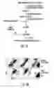 Fig. 02 - Modified Antigen Presenting Cells and Methods of Use