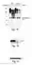 Fig. 02 - Methods and Compositions for Enhancing Proteasome Activity