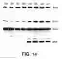 Fig. 20 - Wound Healing Compounds And Methods