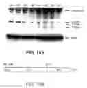 Fig. 22 - Wound Healing Compounds And Methods