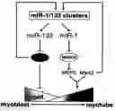 Fig. 01 - Micrornas that regulate muscle cell proliferation and differentiation