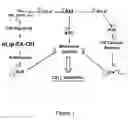 Fig. 02 - Compositions and methods for treating ischemia and ischemia-reperfusion injury