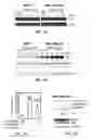 Fig. 02 - IMPROVED THERAPEUTIC METHODS AND COMPOSITIONS COMPRISING CHROMAN RING COMPOUNDS