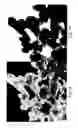 Fig. 02 - Aluminum phosphate, polyphosphate, and metaphosphate particles and their use as pigments in paints and method of making same