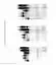 Fig. 06 - Modified nucleotides