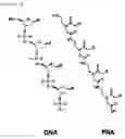 Fig. 02 - PEPTIDE NUCLEIC ACID OLIGOMERS COMPRISING UNIVERSAL BASES,PREPARATION METHODS THEREOF, AND KITS, DEVICES AND METHODS FOR THE ANALYSIS, DETECTION OR MODULATION OF NUCLEIC ACIDS USING THE SAME