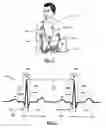 Fig. 02 - Cardiac function circadian variation analysis system and method