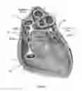 Fig. 02 - Sub-xiphoid ablation clamp and method of sub-xiphoid ablation
