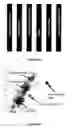 Fig. 12 - METHOD, SYSTEM AND APPARATUS FOR REAL-TIME CLASSIFICATION OF MUSCLE SIGNALS FROM SELF -SELECTED INTENTIONAL MOVEMENTS