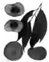 Fig. 01 - Peach tree