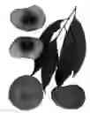 Fig. 02 - Peach tree
