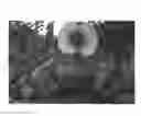 Fig. 02 - 'Nectavanpi'