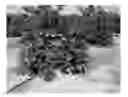 Fig. 01 - Sweet orange tree named ‘SF14W-62’