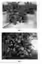 Fig. 02 - Sweet orange tree named ‘SF14W-62’