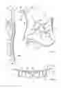 Fig. 02 - Decorative jewellery