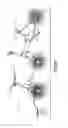Fig. 08 - Convertible stroller-cycle