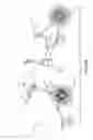 Fig. 09 - Convertible stroller-cycle