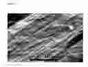 Fig. 07 - Templated native silk smectic gels